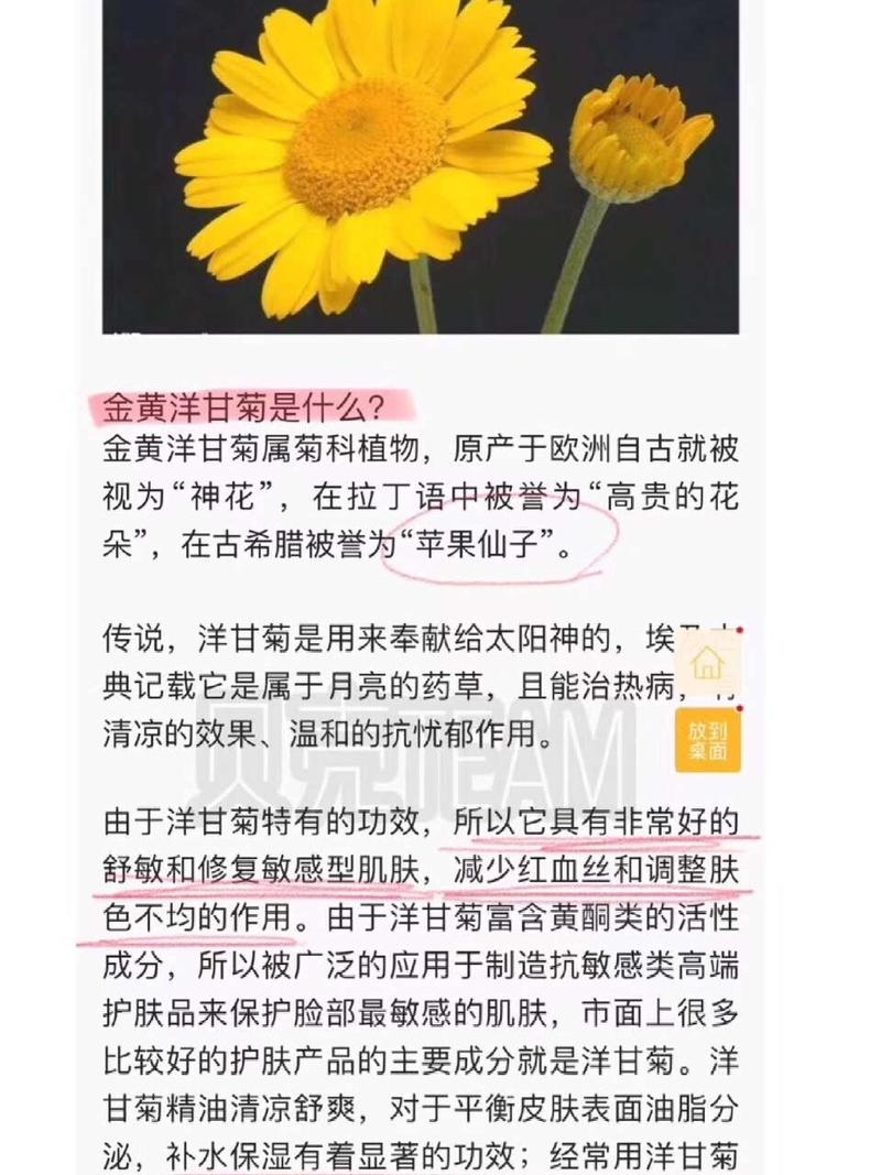 金黄洋甘菊提取物如何作用于皮肤?