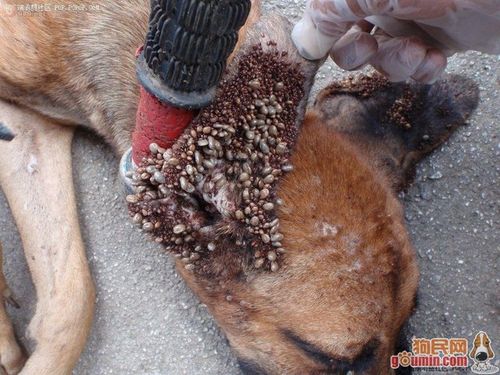 虫子钻入皮肤又拽出,是身体预警还是心理投射?