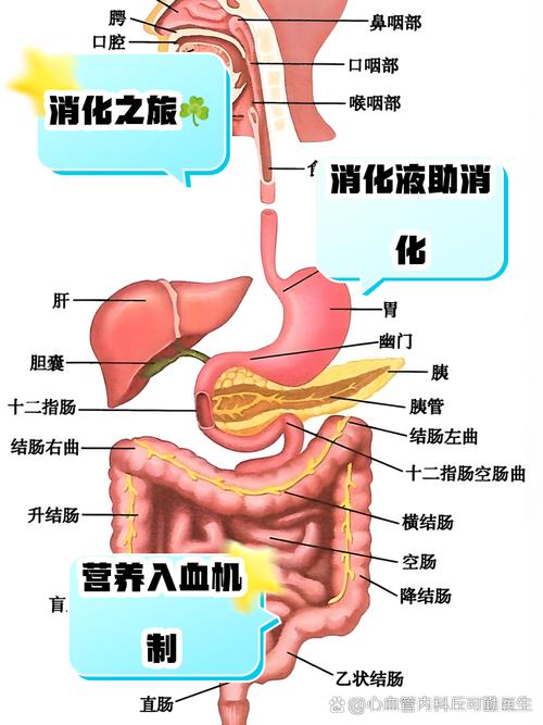 消化食物和吸收营养的主要场所是哪里?