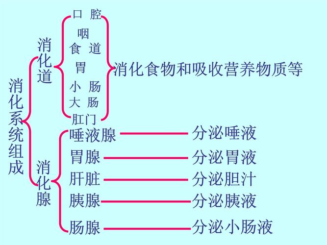消化食物和吸收营养的主要场所是哪里?