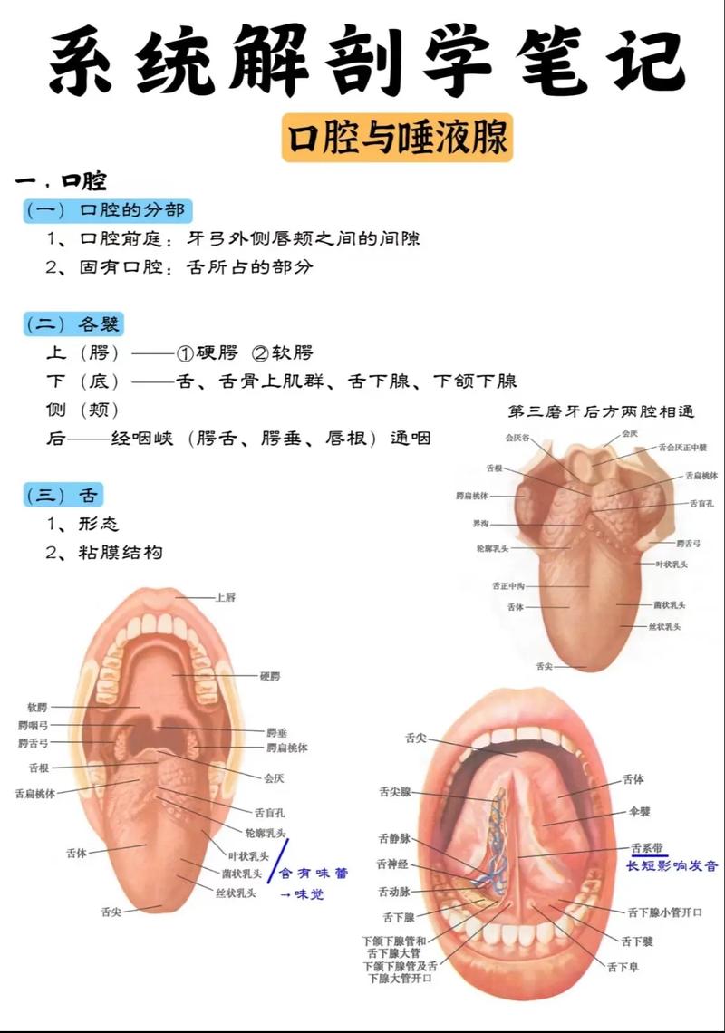 口腔内科与外科,治疗范围有何不同?