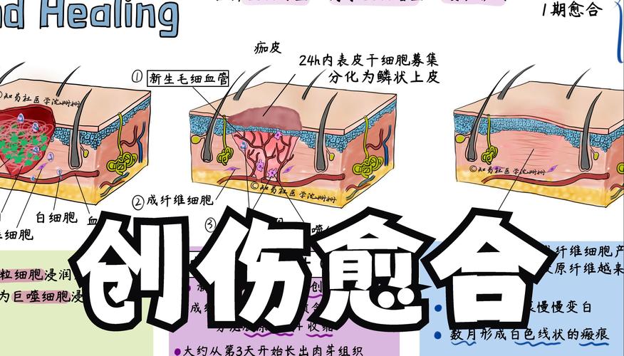 皮肤和软组织创伤愈合分几期?各期特点是什么?