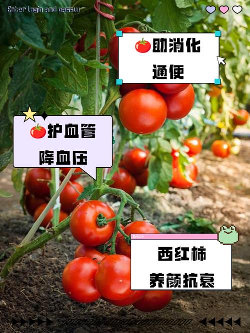 西红柿到底是酸性还是碱性?