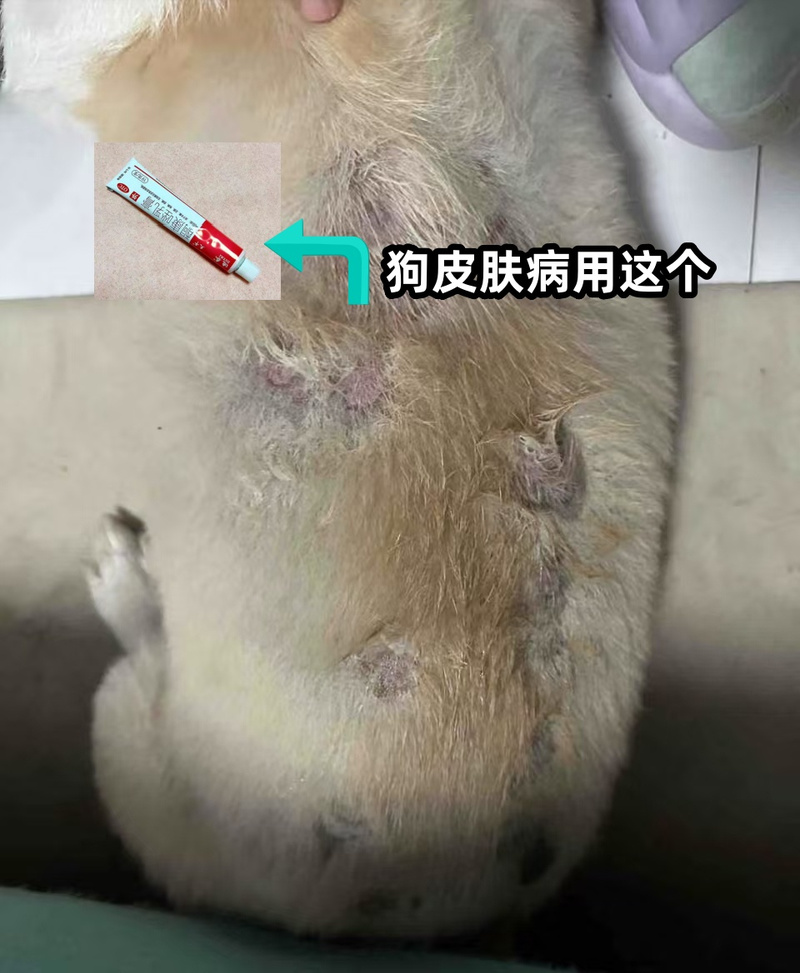 狗狗皮肤化脓溃烂,抹什么药好得快?