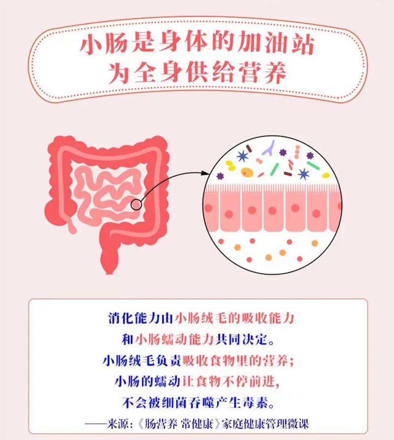 食物在消化系统如何被吸收?