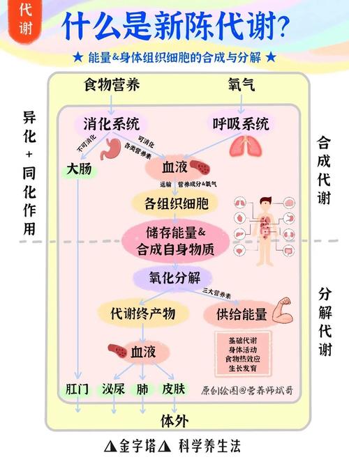 食物在消化系统如何被吸收?