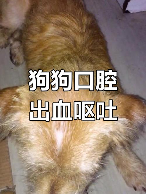 口腔溃疡吃狗舔过的东西会怎样?