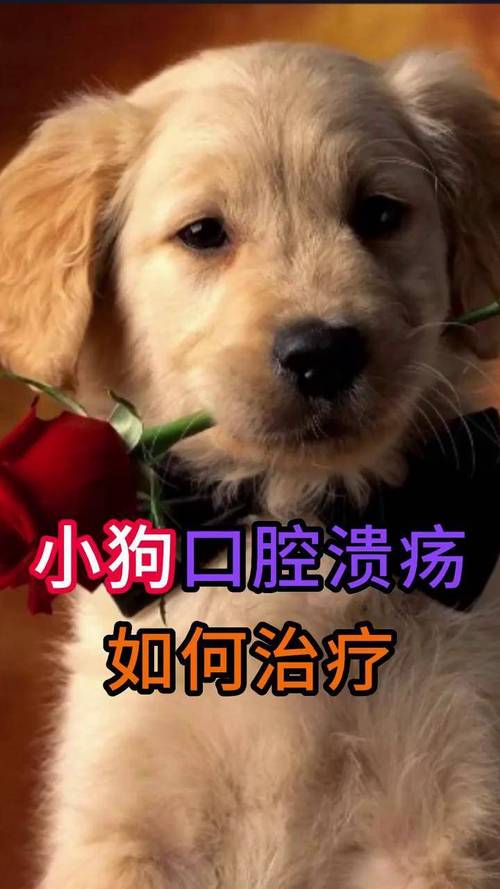 口腔溃疡吃狗舔过的东西会怎样?