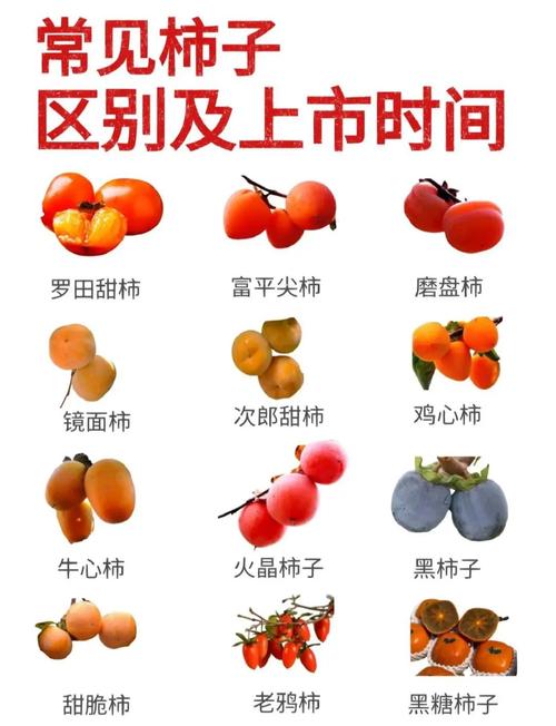 柿子是酸性食物还是碱性食物