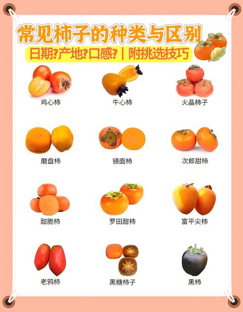 柿子是酸性食物还是碱性食物