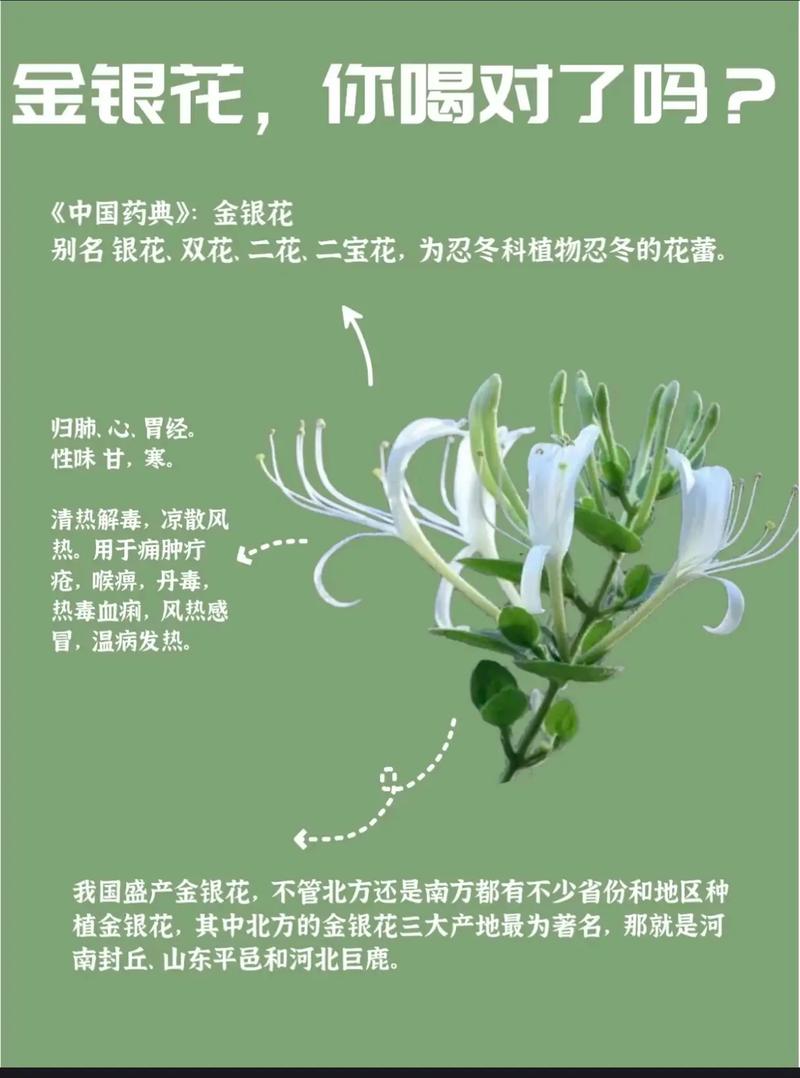 口腔溃疡喝金银花茶有用吗