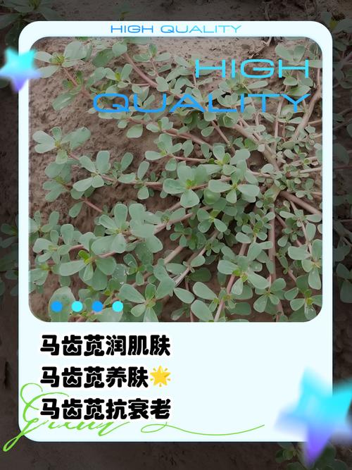 马齿苋涂脸真能舒缓敏感?