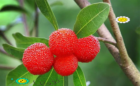 含铁高的食物和水果有哪些