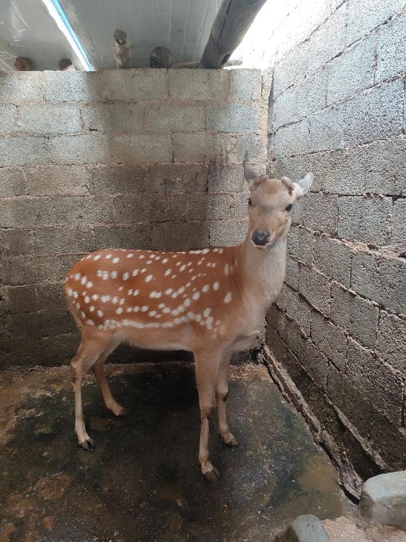 怎样的鹿吃光了怎样的食物