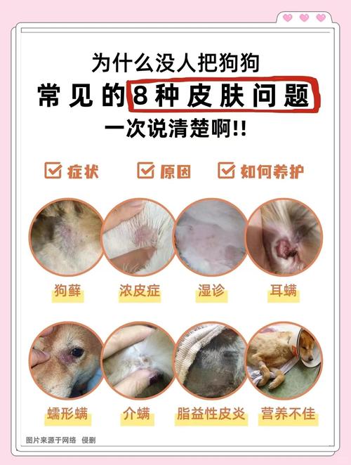 狗狗皮肤病怎么治?