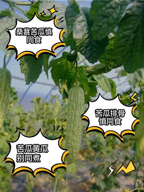 苦瓜忌搭何物?相克食物有哪些?