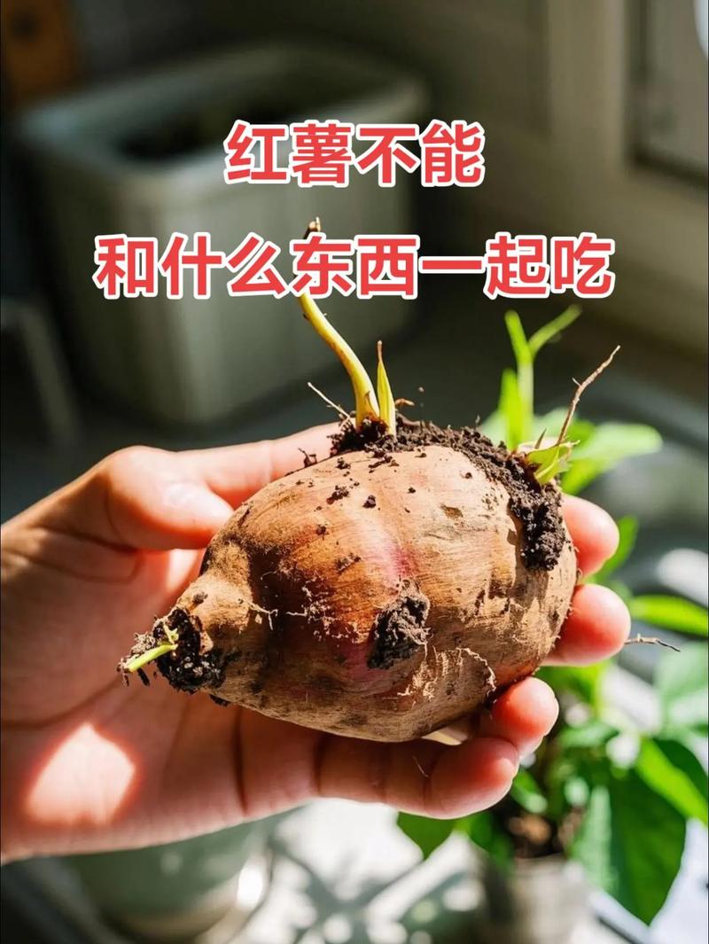 地瓜+这些食物同吃会中毒?