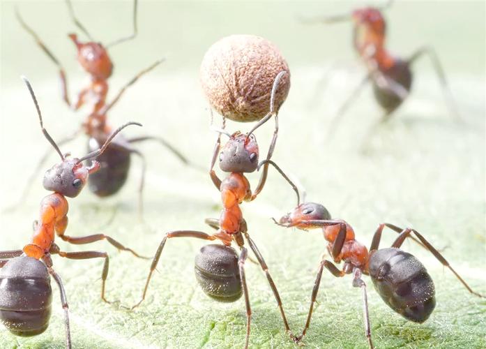 蚂蚁如何搬动比自身大的食物?