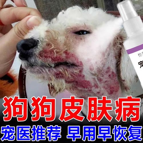 狗皮肤真菌感染,什么药最有效?