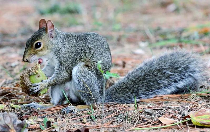 哪些动物会储存食物过冬?
