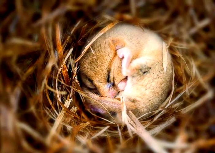 哪些动物会储存食物过冬?