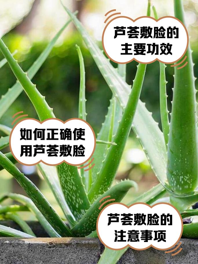 芦荟护肤真有效?功效与作用全解析!