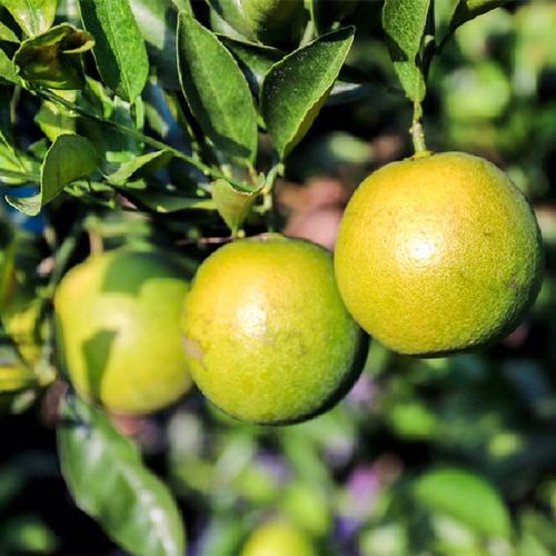 橙子吃多皮肤会变黄吗?