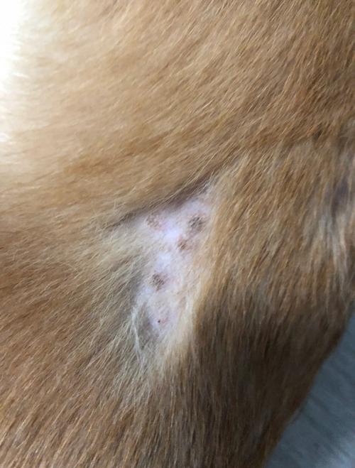 狗狗真菌感染皮肤病图片如何辨别?