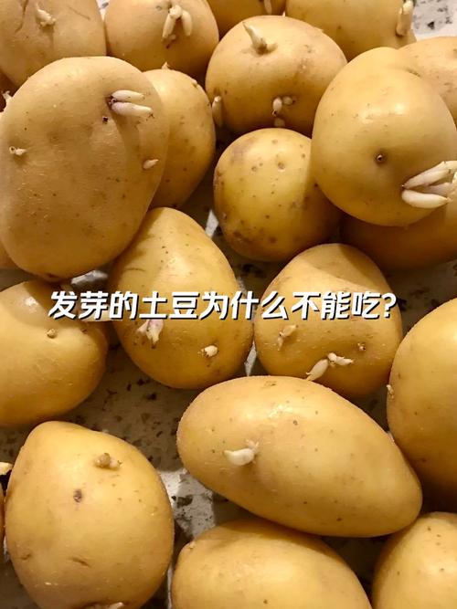 土豆不能和啥一起吃?这些搭配要避开?