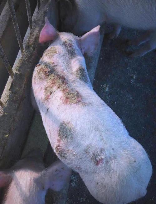 猪皮肤病图片大全,如何快速辨别与防治?
