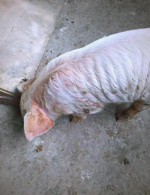 猪皮肤病图片大全,如何快速辨别与防治?