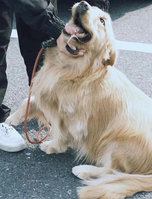 狗皮肤病期间能洗澡吗?