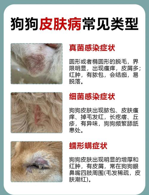 狗皮肤病期间能洗澡吗?