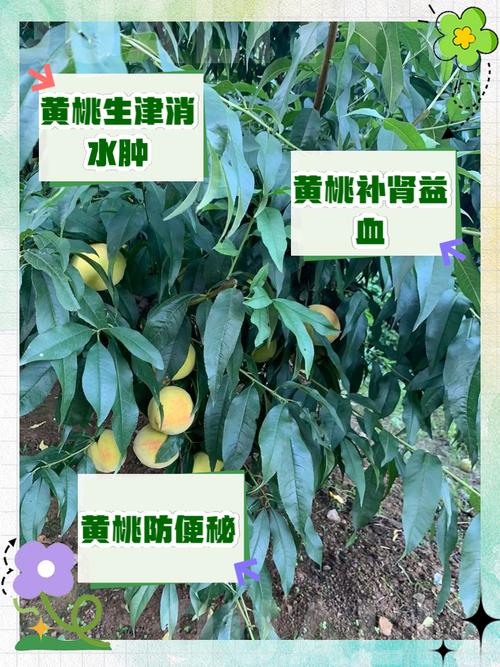 口腔溃疡能吃黄桃吗?会加重疼痛吗?