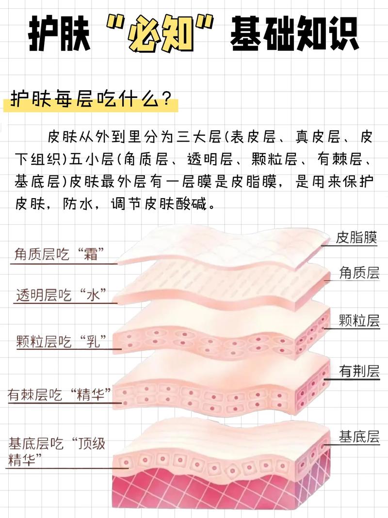 皮肤5大层各层具体作用是什么?