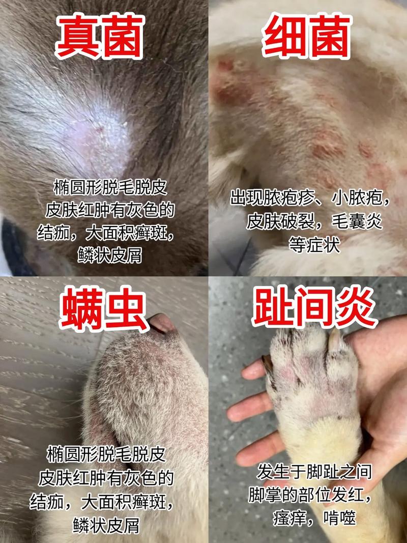 狗狗细菌性皮肤病图片,如何识别与应对?
