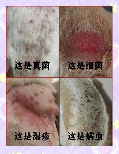 小狗皮肤病会传染人吗