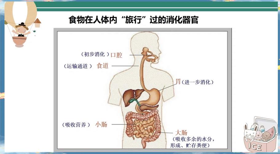 食物在体内的旅行ppt