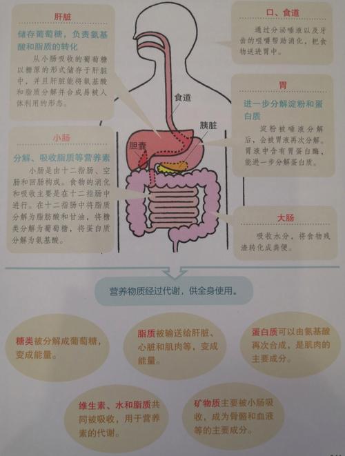 食物如何在人体内被消化吸收成营养?