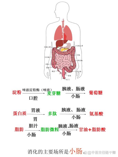 食物如何在人体内被消化吸收成营养?