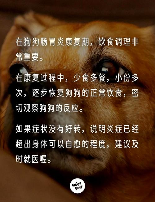 狗狗拉肚子吃什么食物好