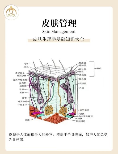 皮肤究竟属于人体哪个系统?