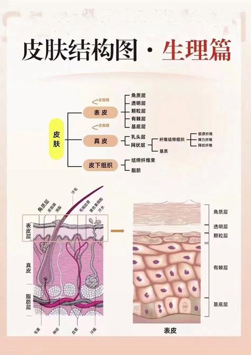 皮肤究竟属于人体哪个系统?