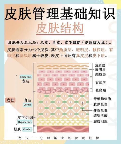 皮肤究竟属于人体哪个系统?