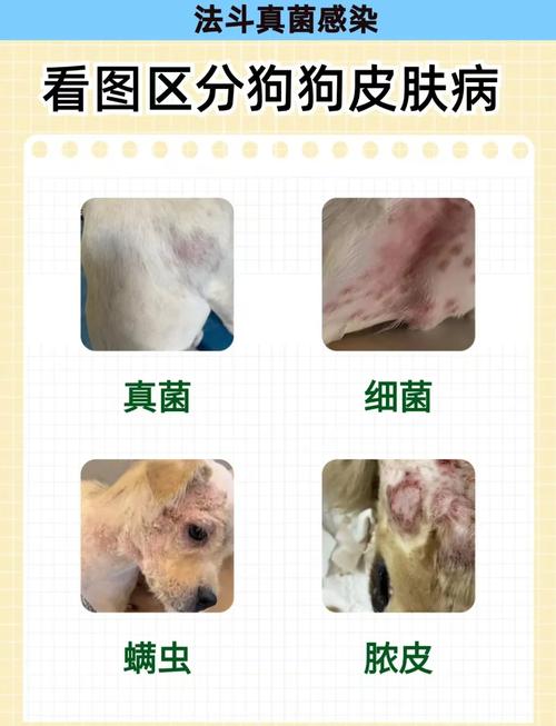 狗狗细菌性皮肤病症状