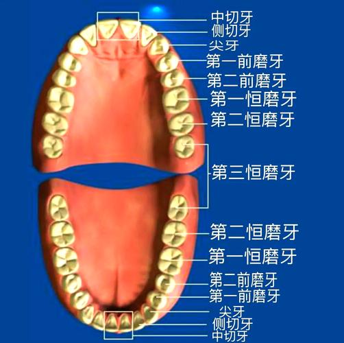口腔最里面牙叫啥?