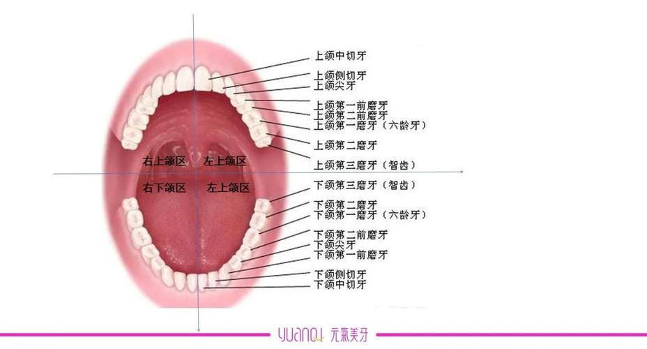 口腔最里面牙叫啥?