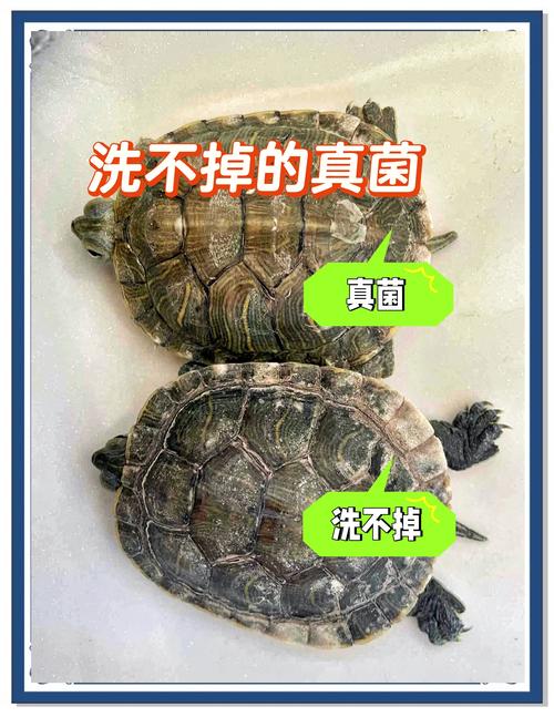 巴西龟皮肤溃烂如何处理?