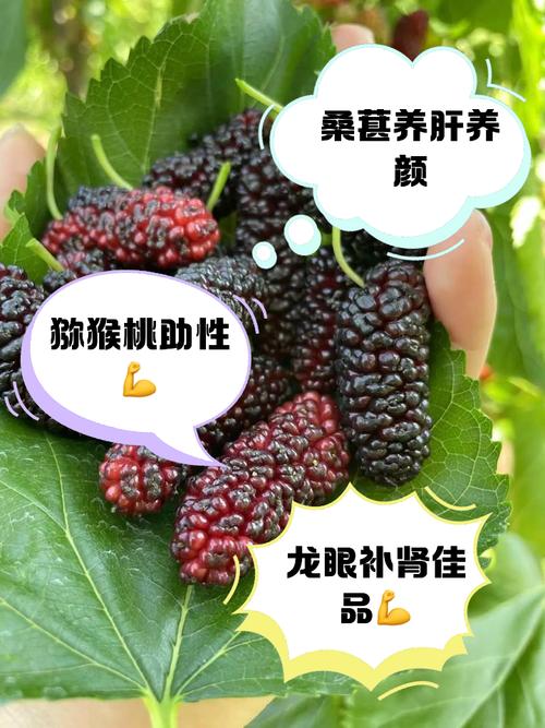 补肾食物水果有哪些?