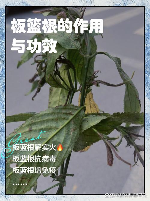 板蓝根真能治口腔溃疡吗?